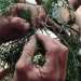 Le mani di un bonsaista, durante la fase di lavorazione della pianta (Foto dell'associazione "Bonsai e Dintorni")